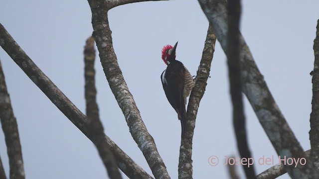 Crimson-crested Woodpecker - ML465541801