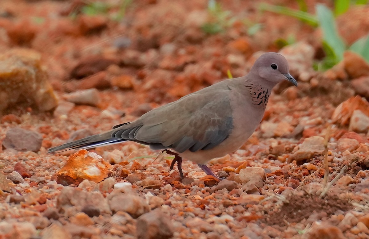 Laughing Dove - ML465546671