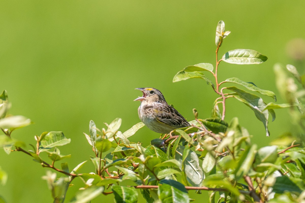 Grasshopper Sparrow - ML465546791
