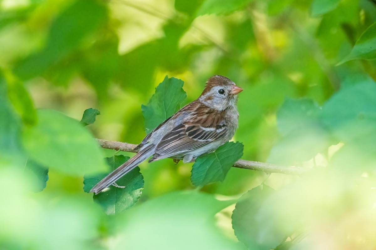 Field Sparrow - ML465546821