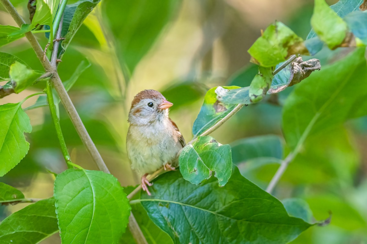 Field Sparrow - ML465546861