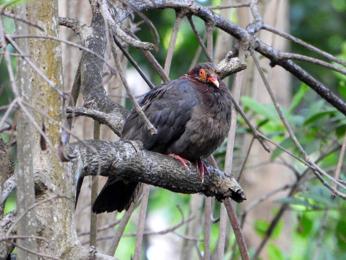 Scaly-naped Pigeon - ML465548521