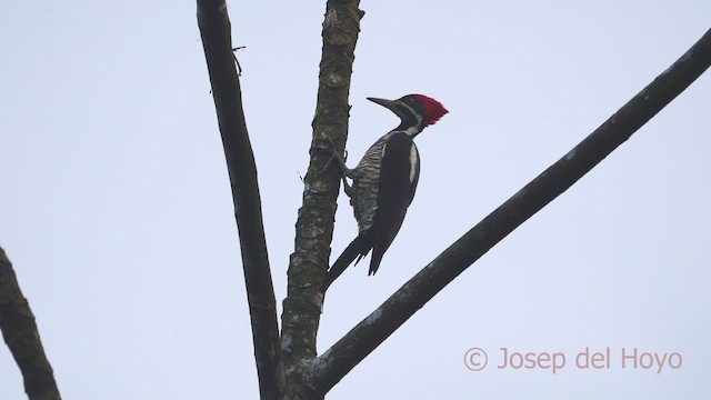 Crimson-crested Woodpecker - ML465549461