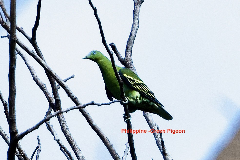 Philippine Green-Pigeon - ML465550541