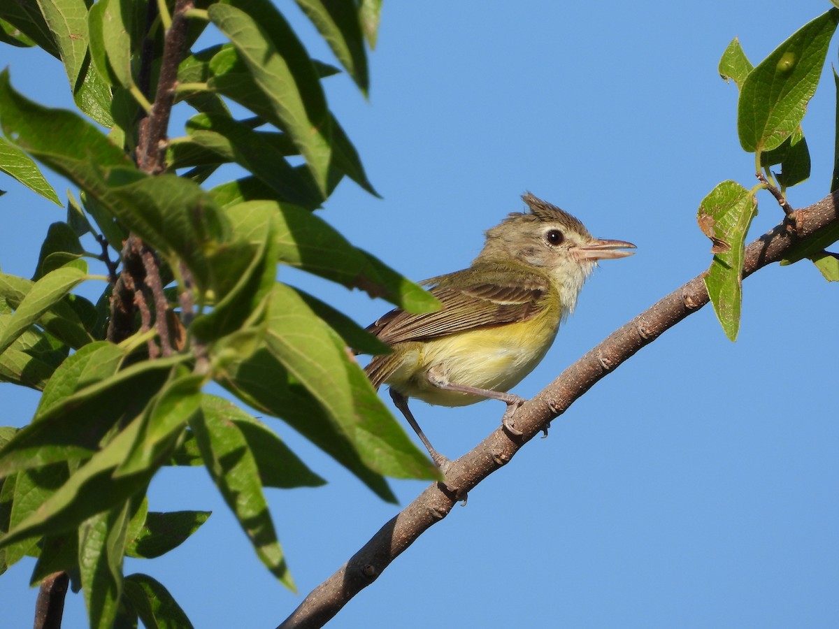 Bell's Vireo - Kevin Long