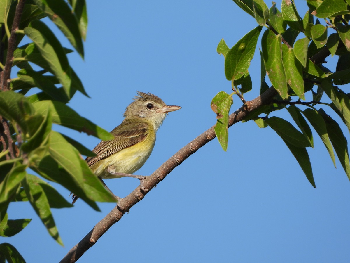 Bell's Vireo - Kevin Long