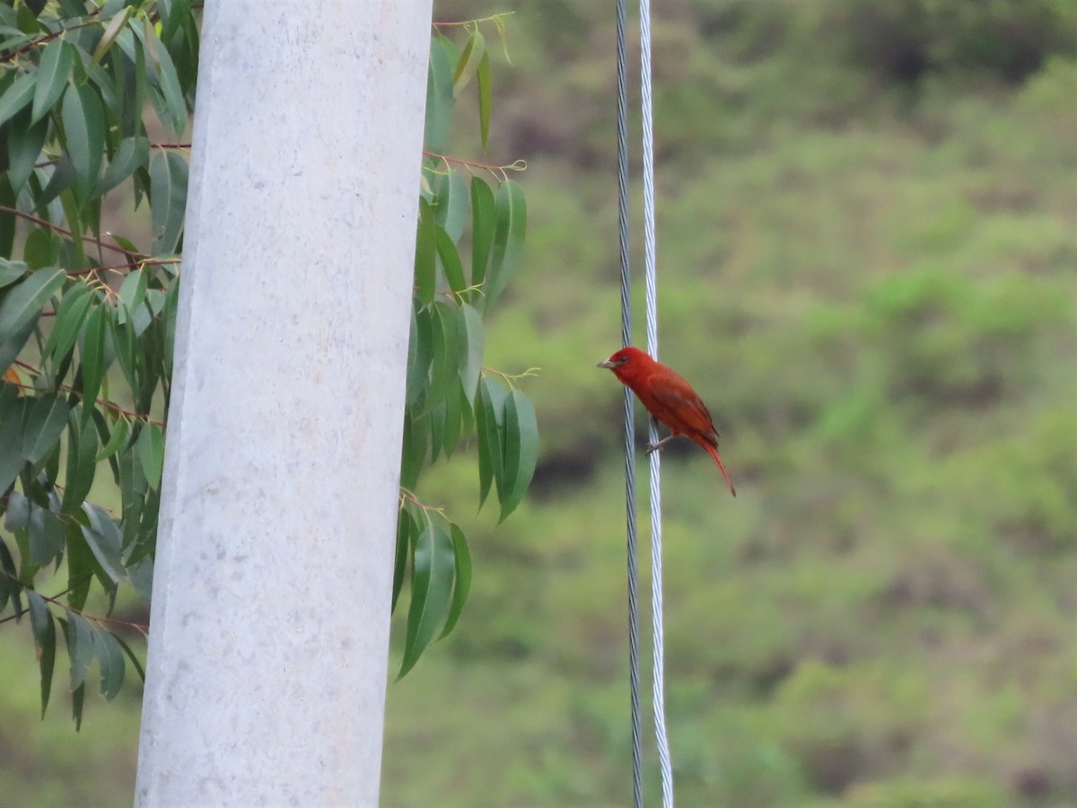 Hepatic Tanager (Highland) - ML465553161