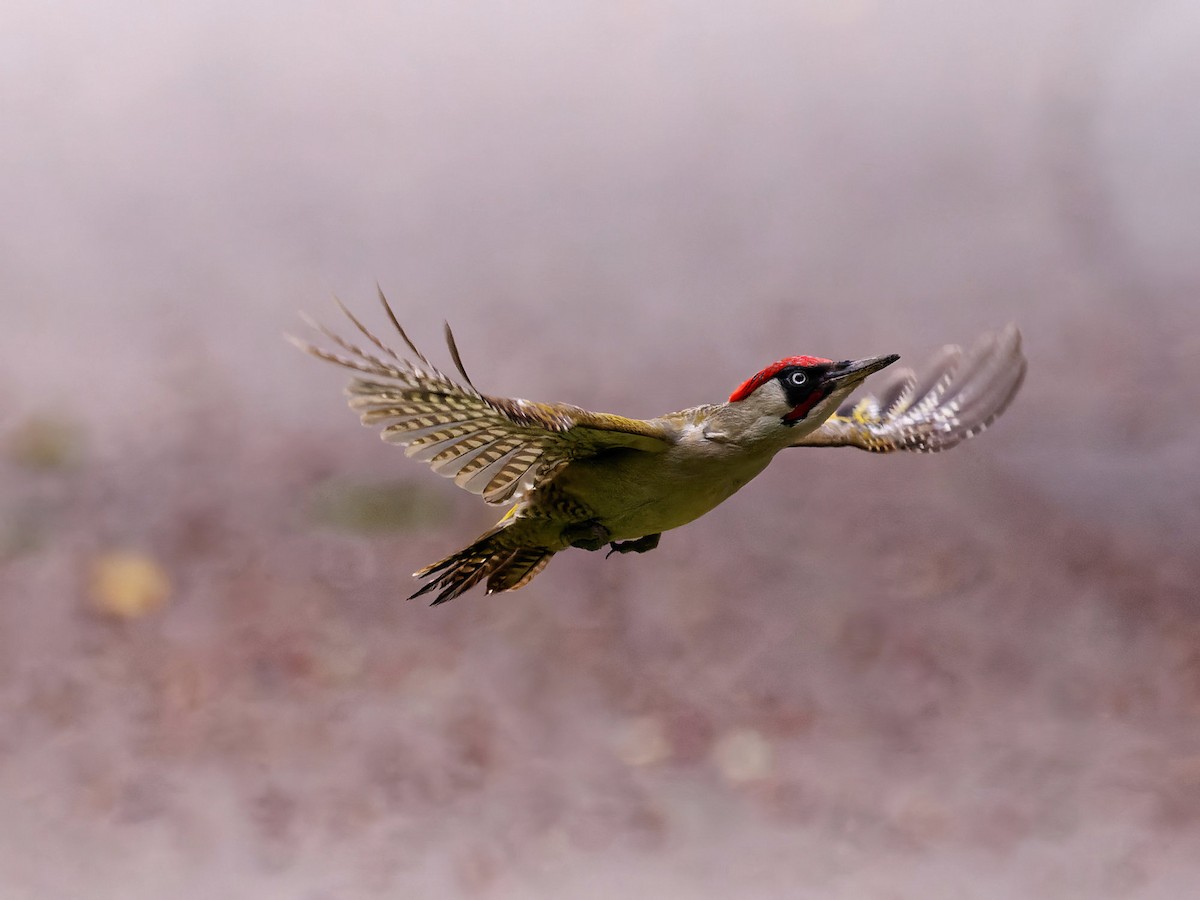 Eurasian Green Woodpecker - Sebastian Stumpf