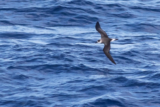 Juvenile Black-capped Petrel, dark form (subspecies <em class="SciName notranslate">hasitata</em>). - Black-capped Petrel - 