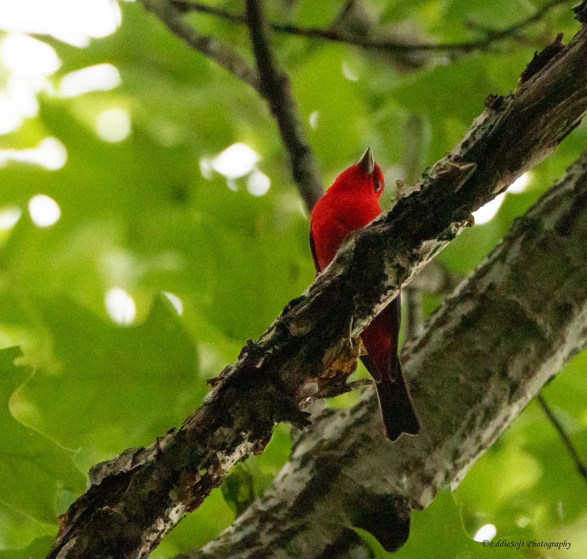 Scarlet Tanager - ML465559181