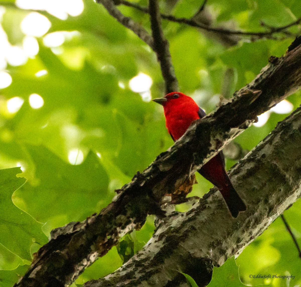 Scarlet Tanager - ML465559191