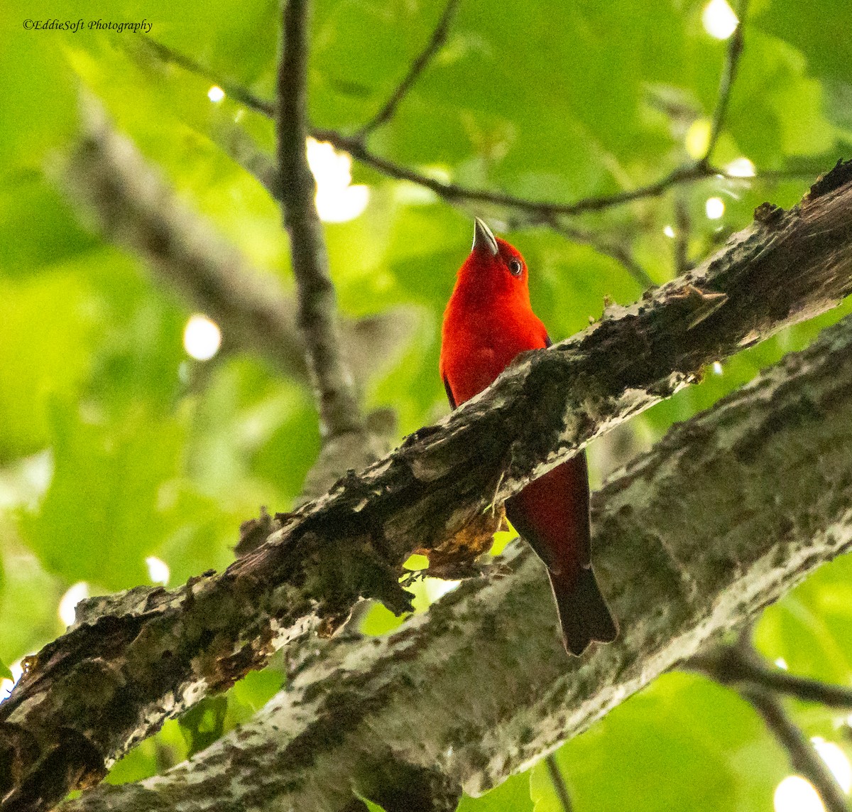 Scarlet Tanager - ML465559201