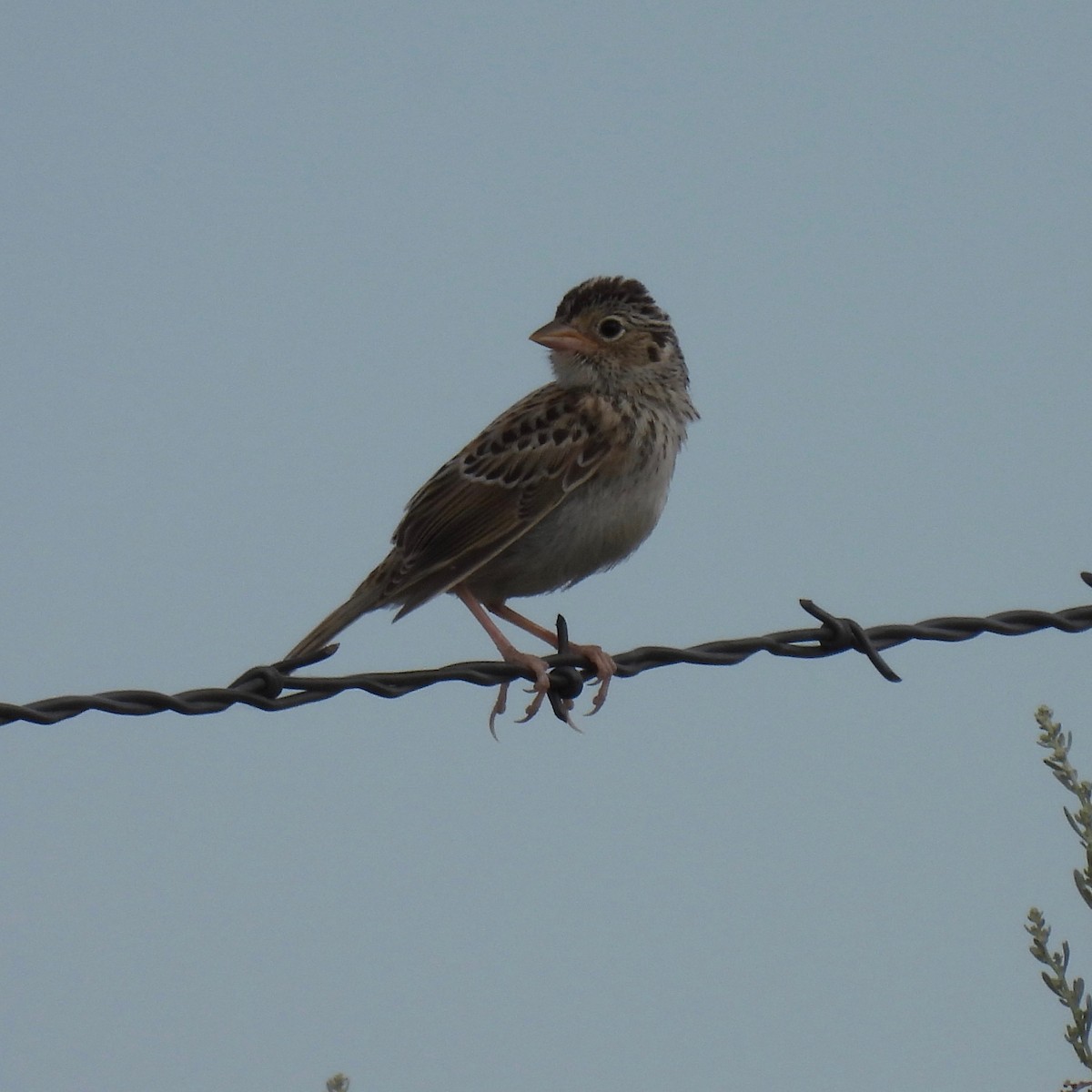Vesper Sparrow - ML465560431
