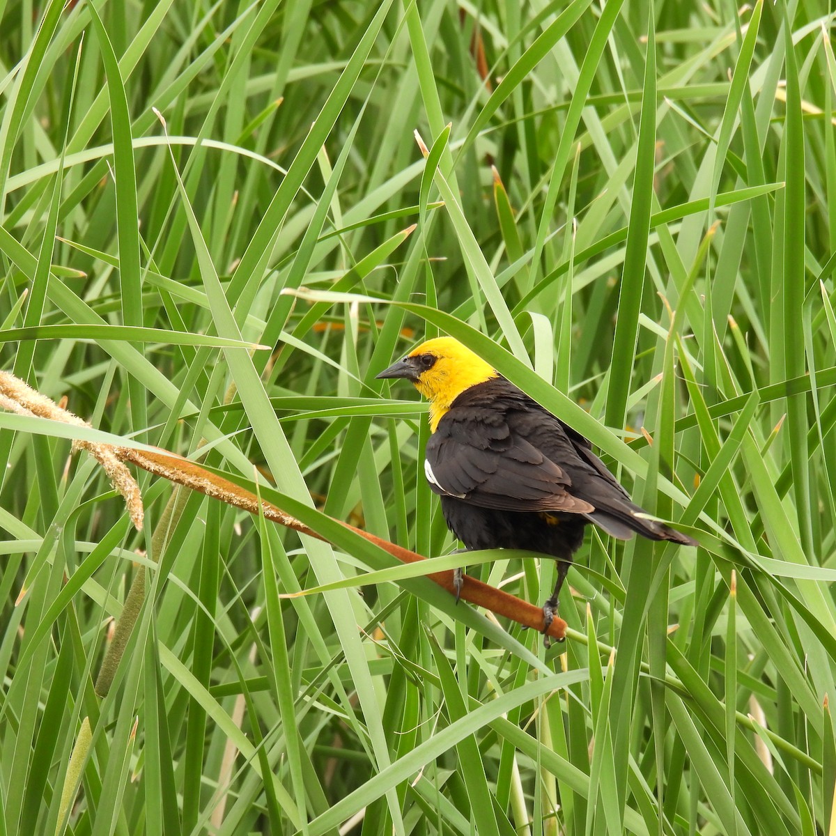 Yellow-headed Blackbird - ML465560461