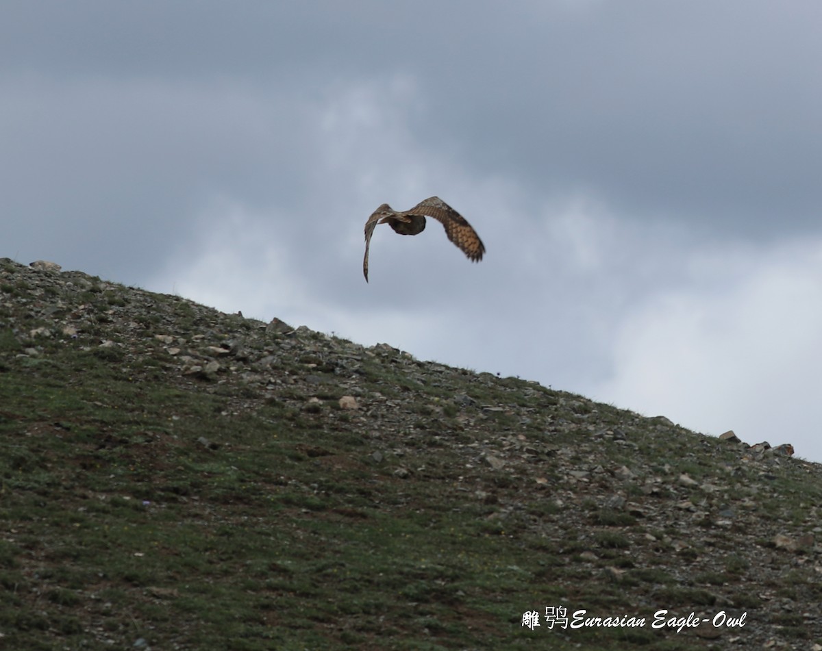 Eurasian Eagle-Owl - ML465566701