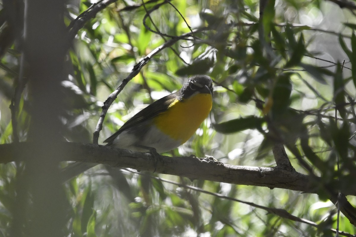 Yellow-breasted Chat - ML465570861