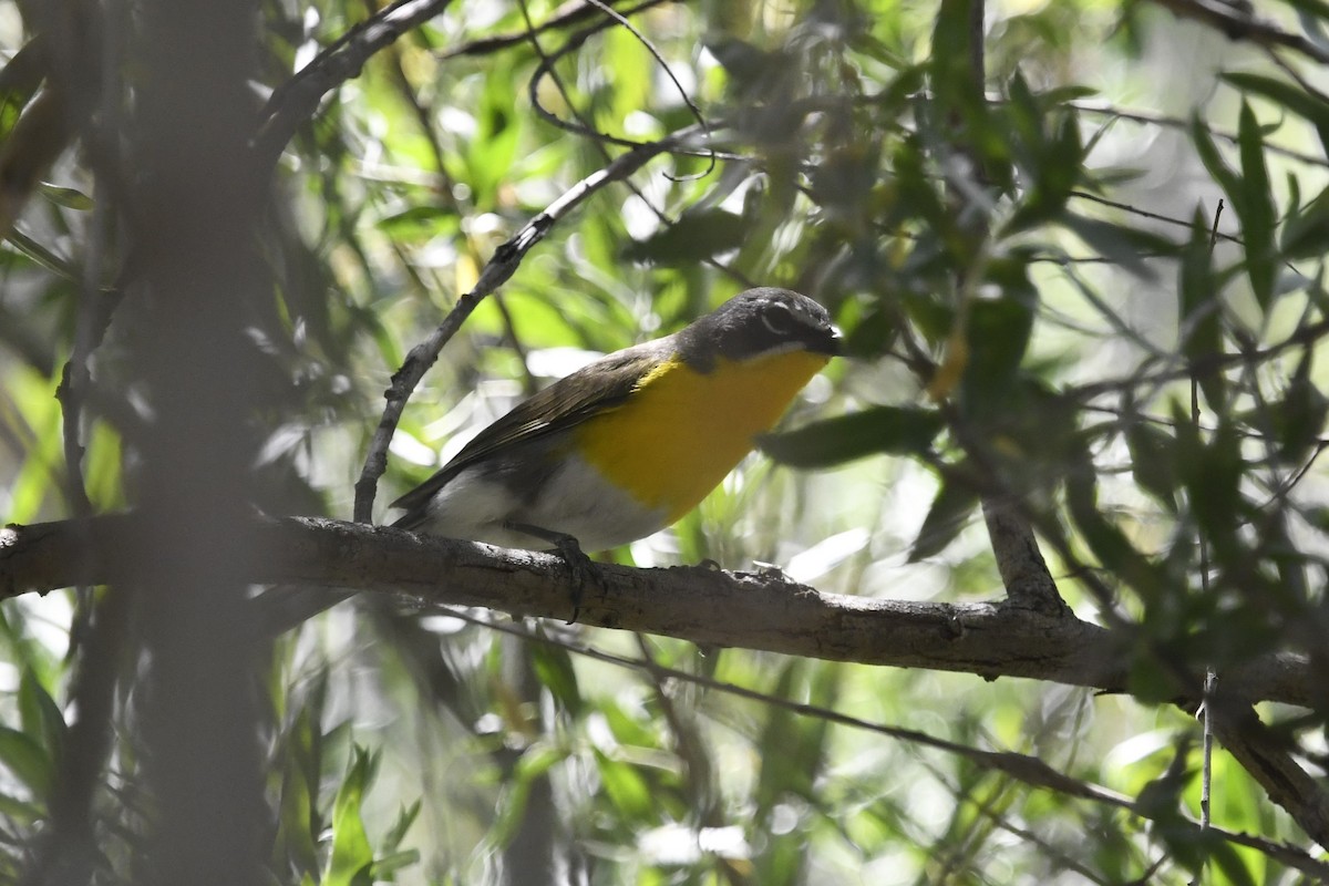 Yellow-breasted Chat - ML465570871