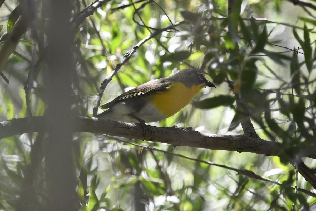 Yellow-breasted Chat - ML465570881