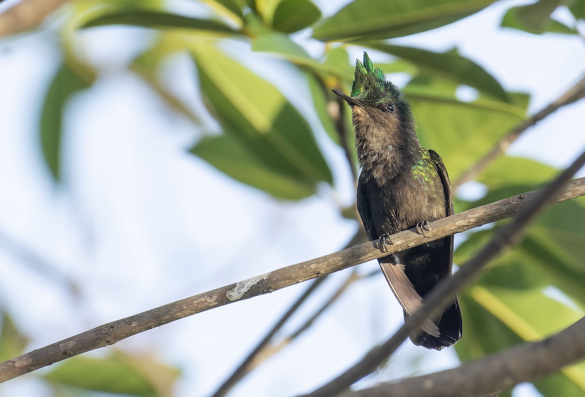 Antillean Crested Hummingbird - ML465576401