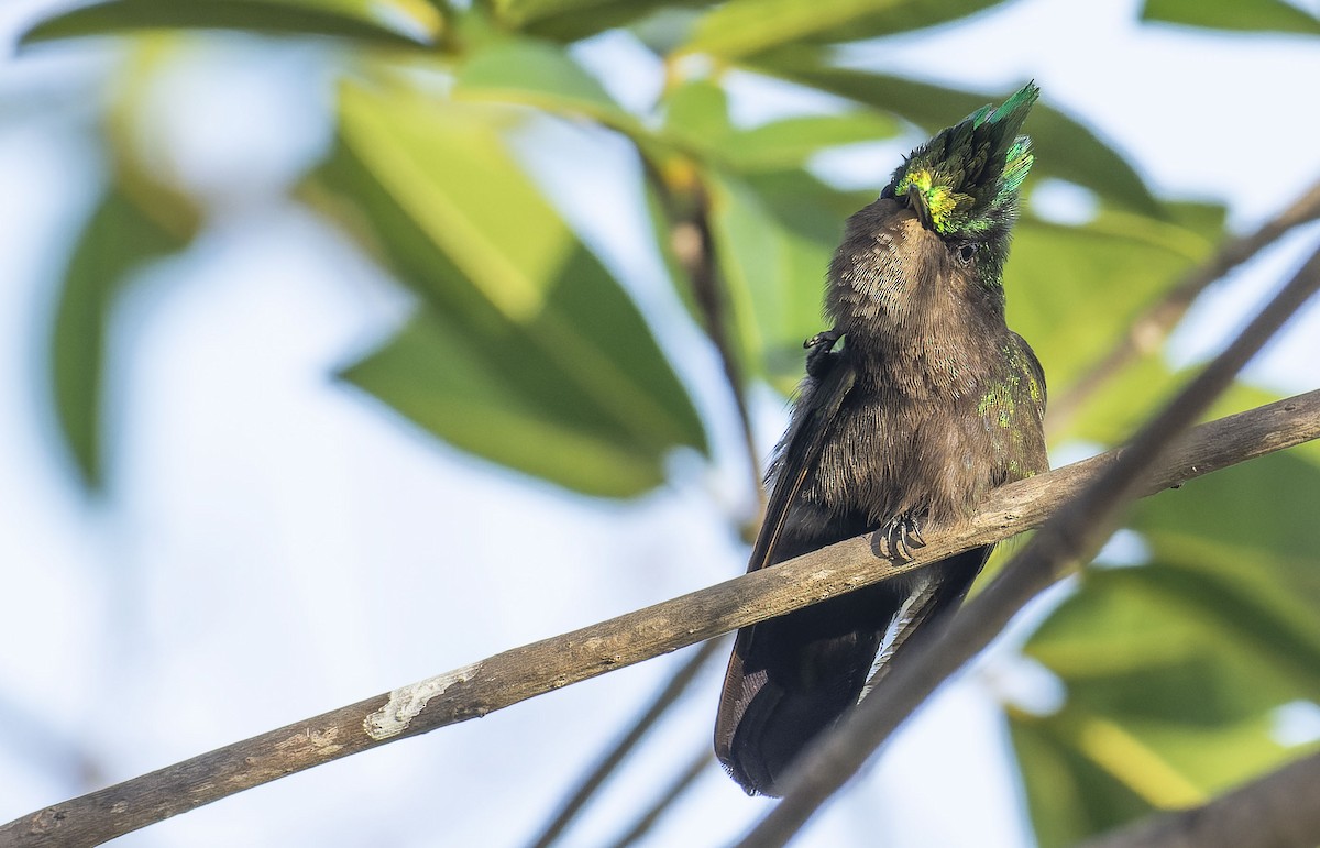 Antillean Crested Hummingbird - Marky Mutchler