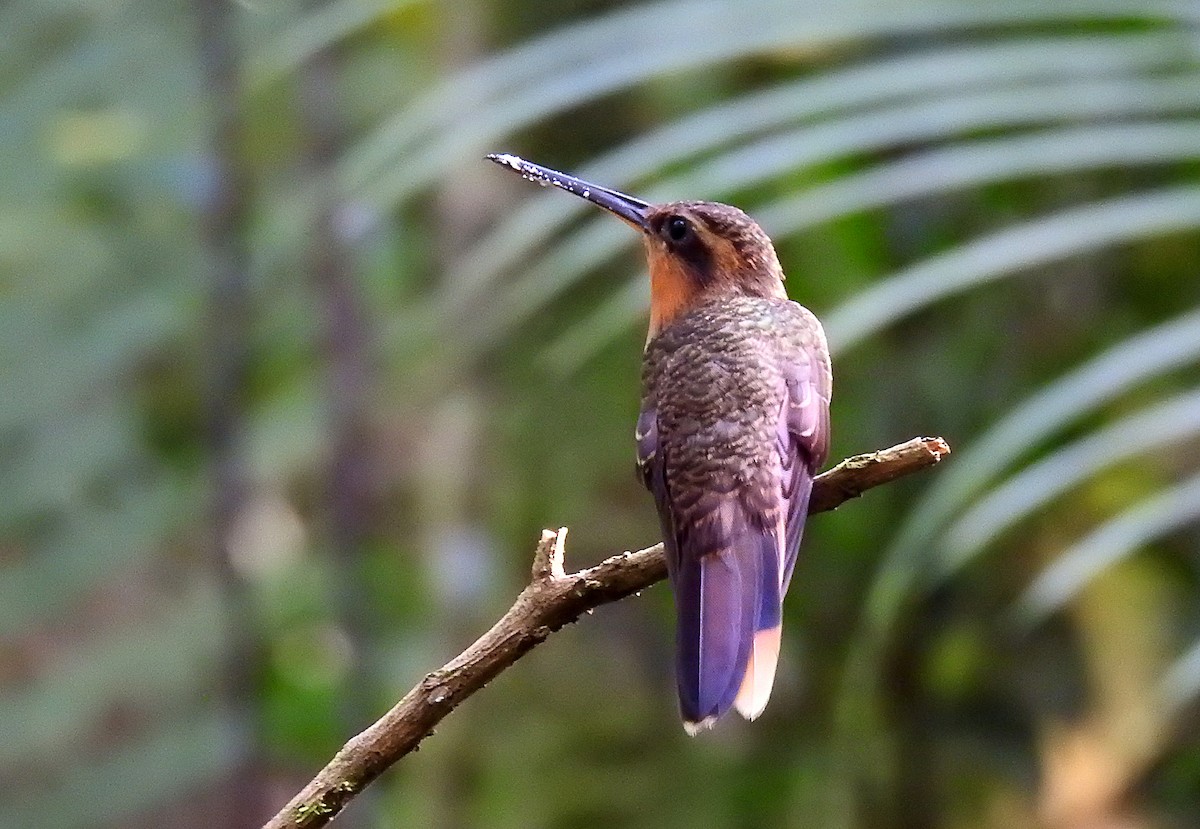 Saw-billed Hermit - Luciano Breves