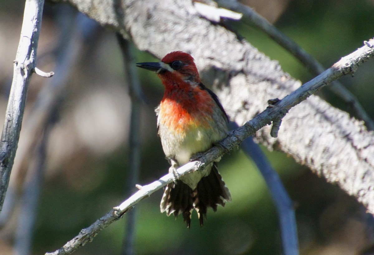 Red-breasted Sapsucker - ML465578011