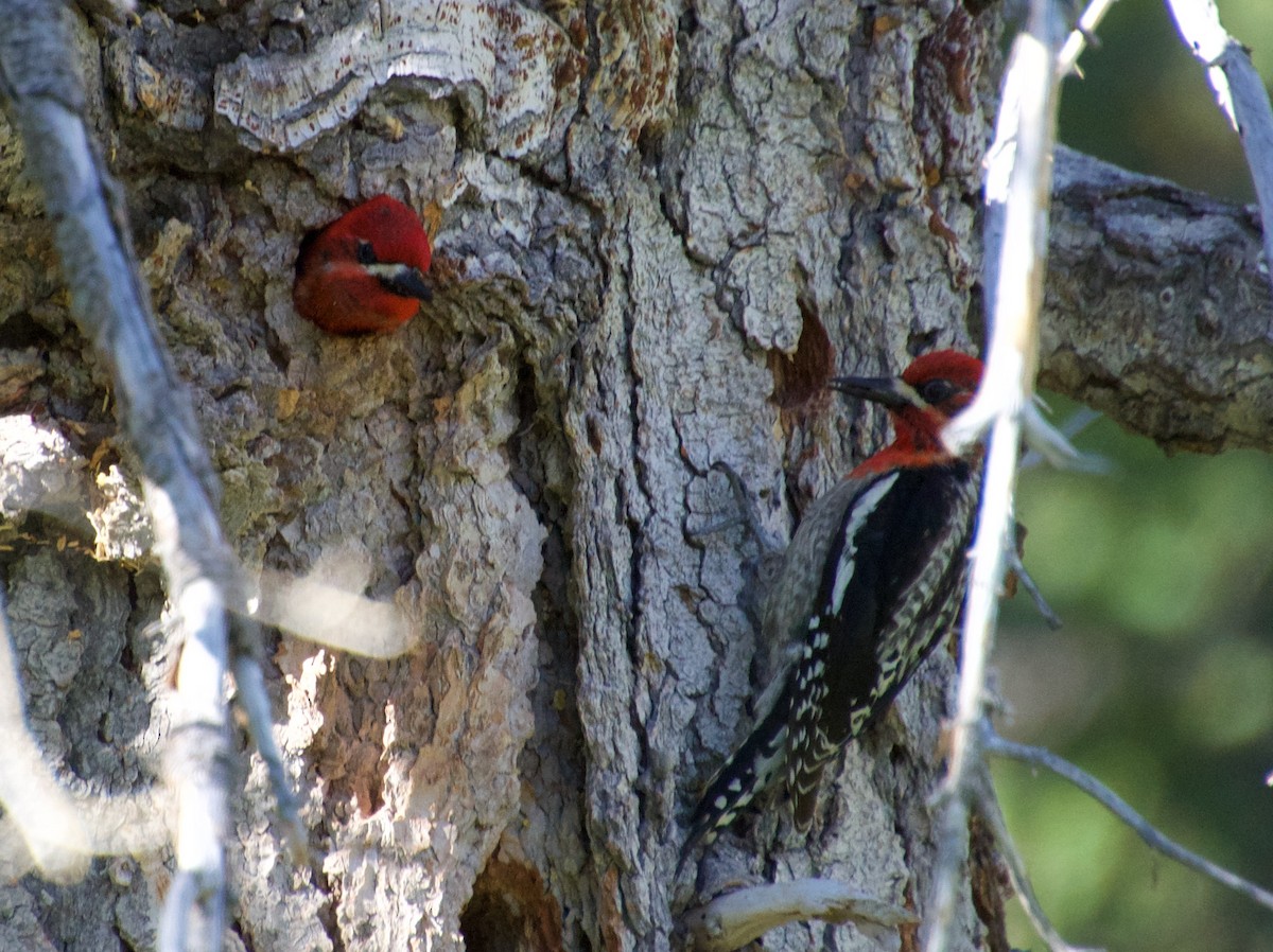 Red-breasted Sapsucker - ML465578031