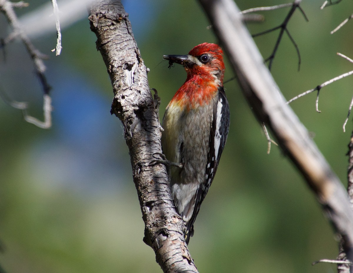 Red-breasted Sapsucker - ML465578051