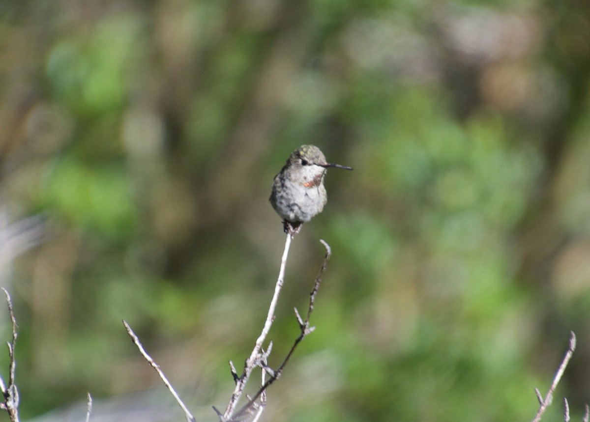 Anna's Hummingbird - ML465578401