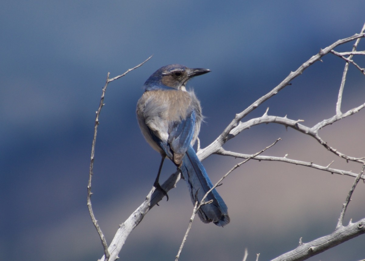 カリフォルニアカケス ウッドハウスカケス Ebird