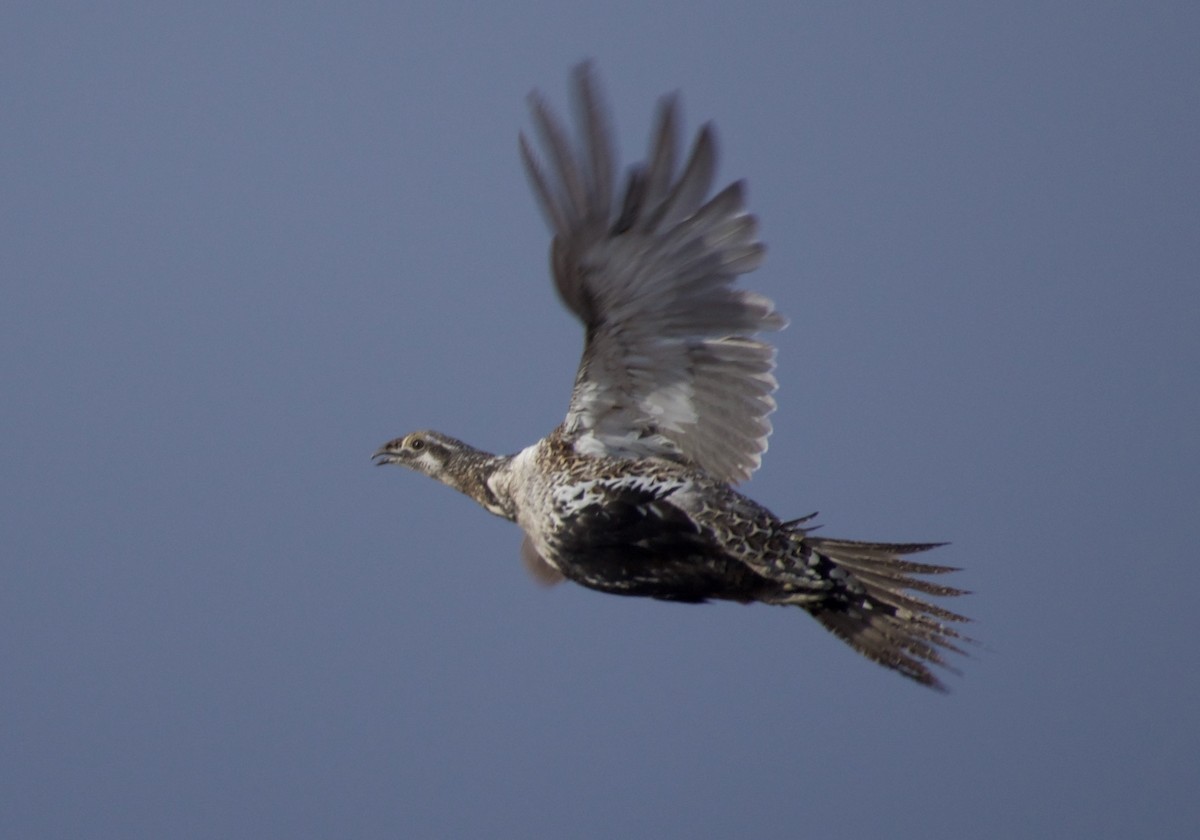 Greater Sage-Grouse - ML465580601