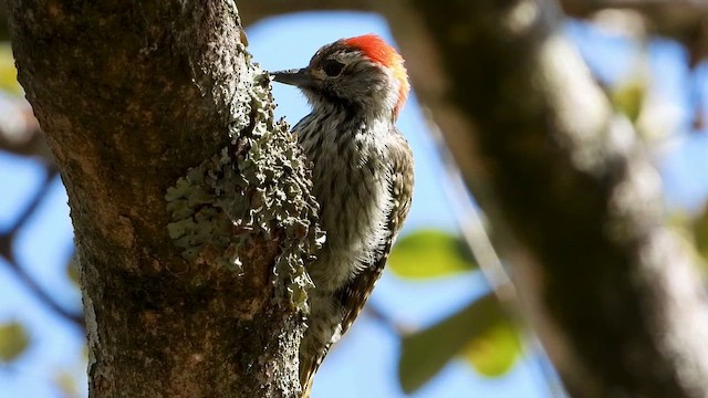 Cardinal Woodpecker - ML465587221