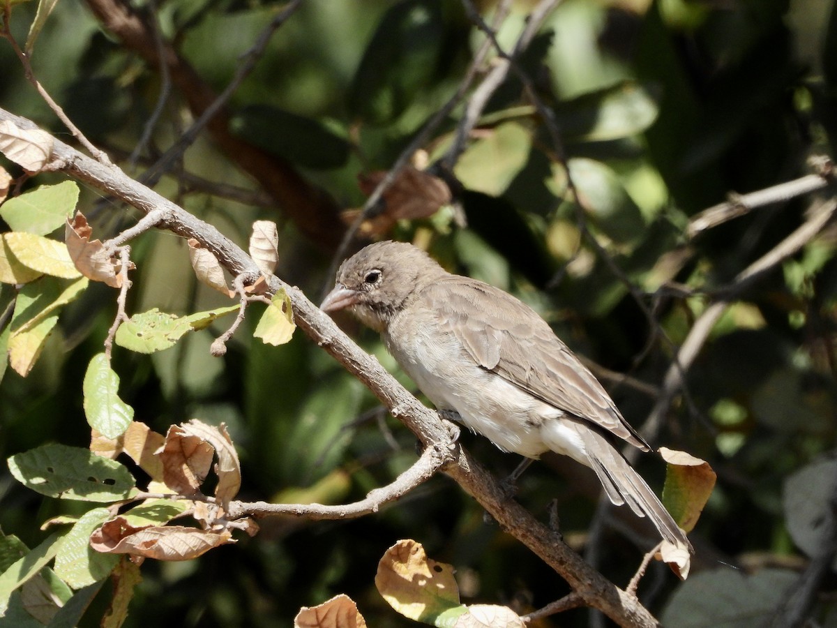Yellow-spotted Bush Sparrow - GARY DOUGLAS