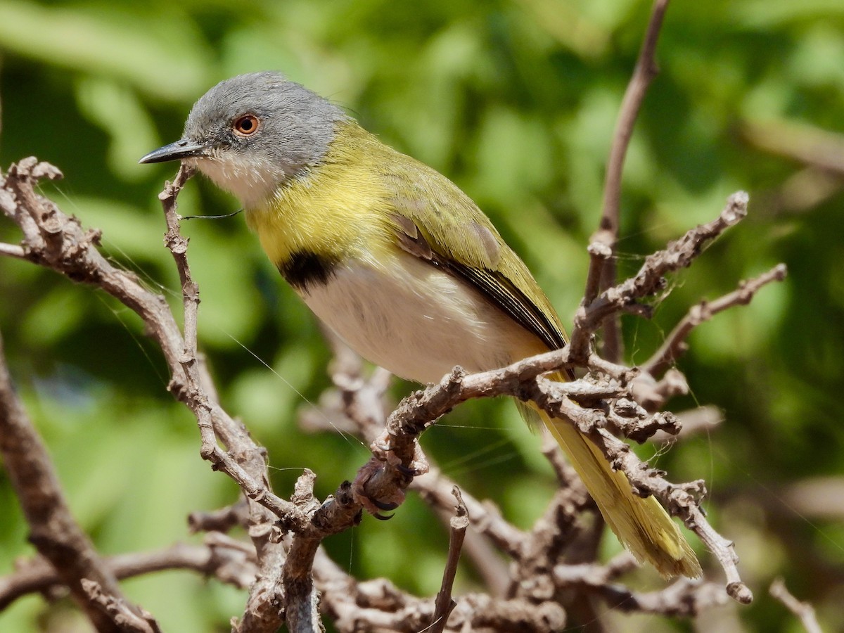 Yellow-breasted Apalis - ML465589491