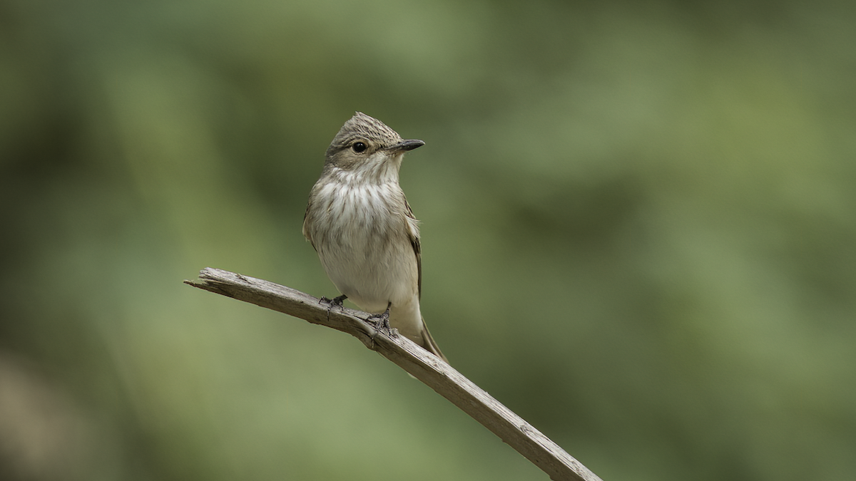Spotted Flycatcher (Spotted) - ML465602851