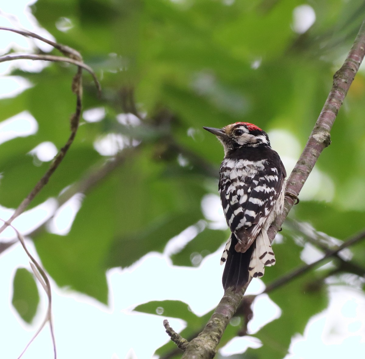 Lesser Spotted Woodpecker - ML465603101
