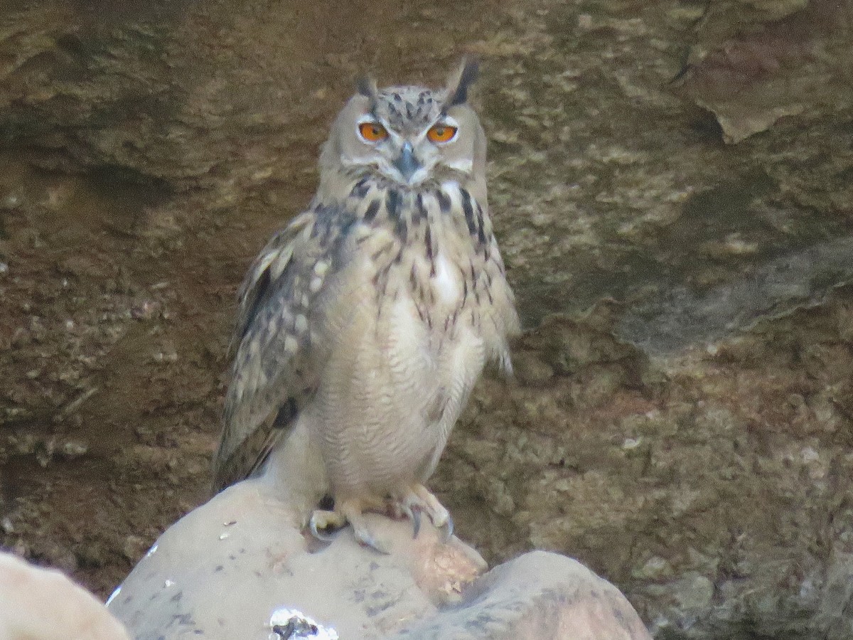 Eurasian Eagle-Owl - ML465605611