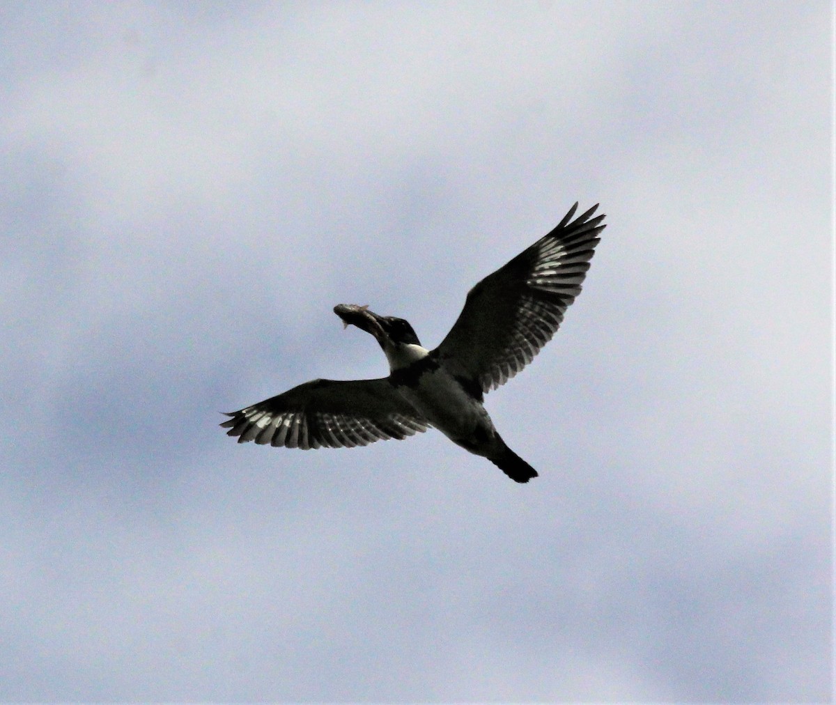 Belted Kingfisher - Nels Nelson
