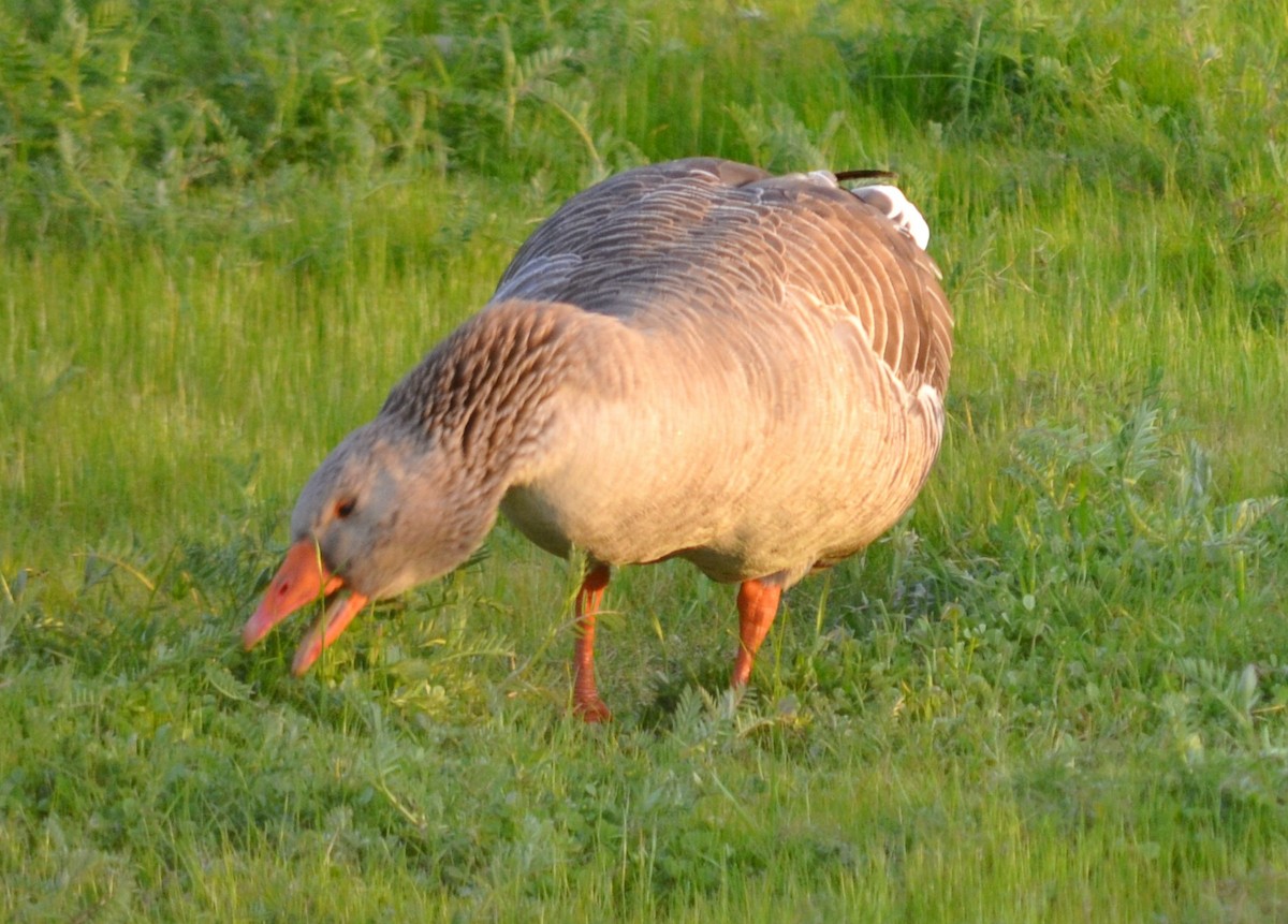 Graylag Goose (Domestic type) - Steve Brown