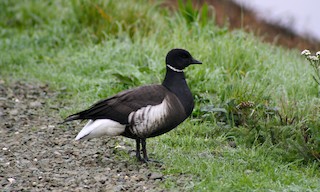 Brant (Black), ML465620061