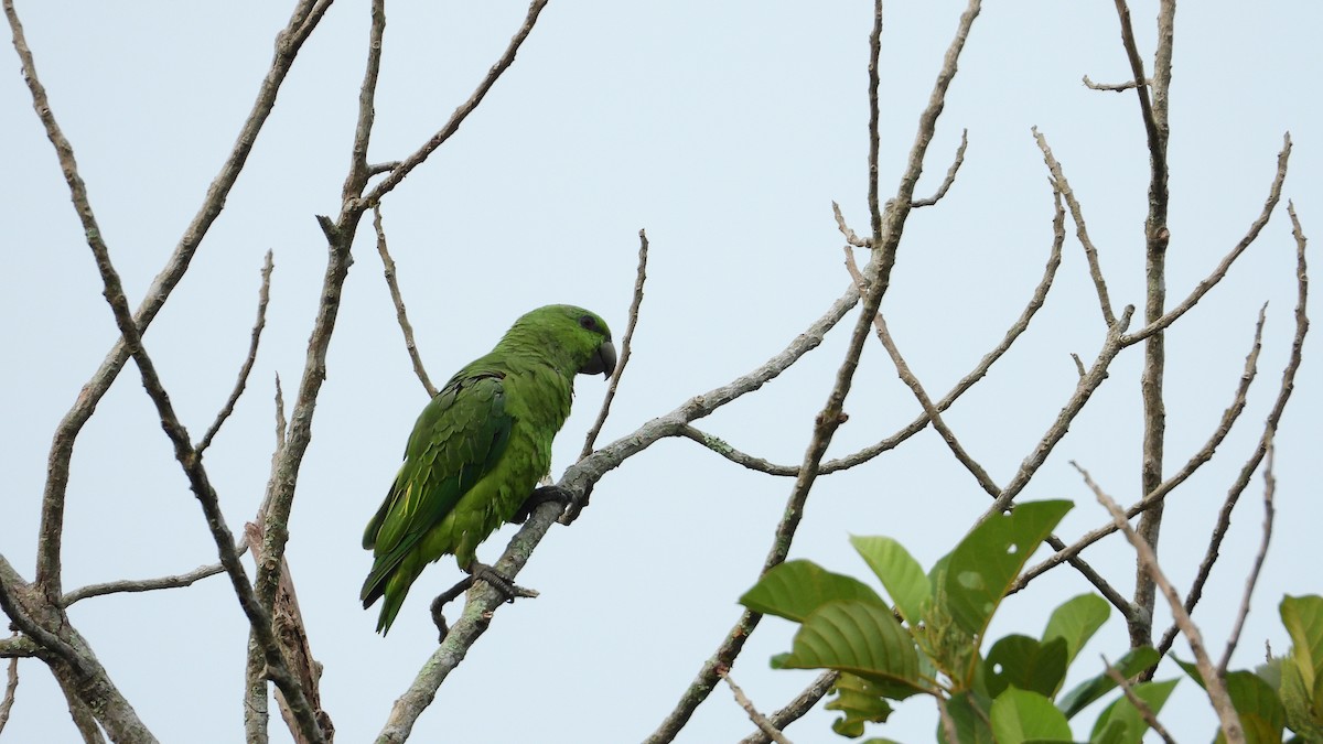 Short-tailed Parrot - Jorge Muñoz García   CAQUETA BIRDING