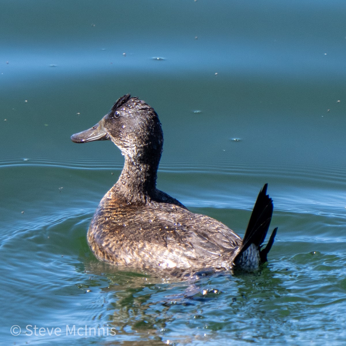 Andean Duck - ML465627211
