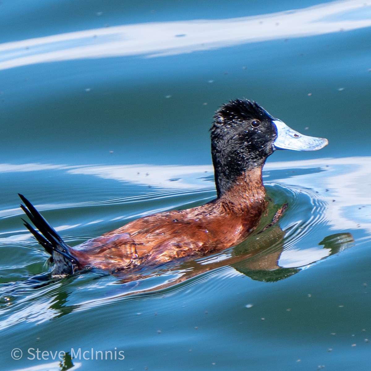 Andean Duck - ML465627221