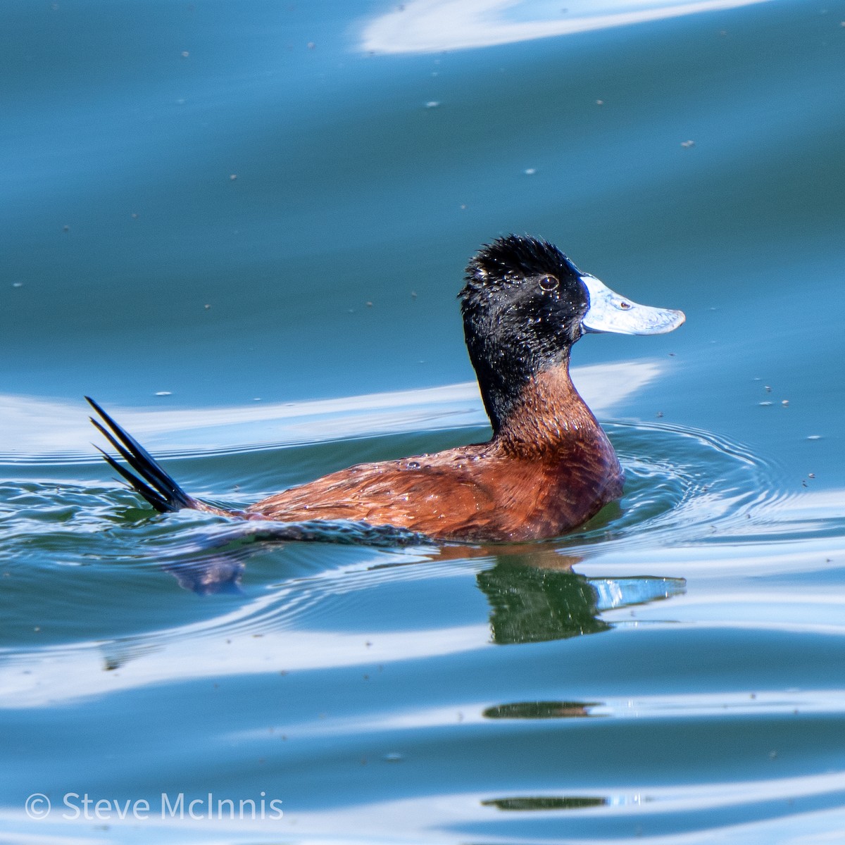 Andean Duck - ML465627231