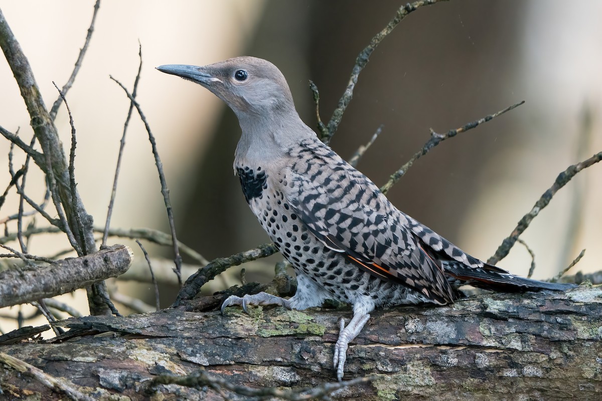 Northern Flicker (Red-shafted) - ML465627251