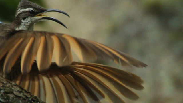 Schildparadiesvogel - ML465630