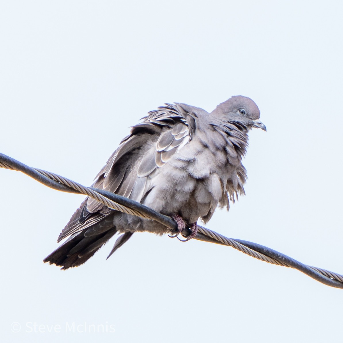 Spot-winged Pigeon - ML465630691