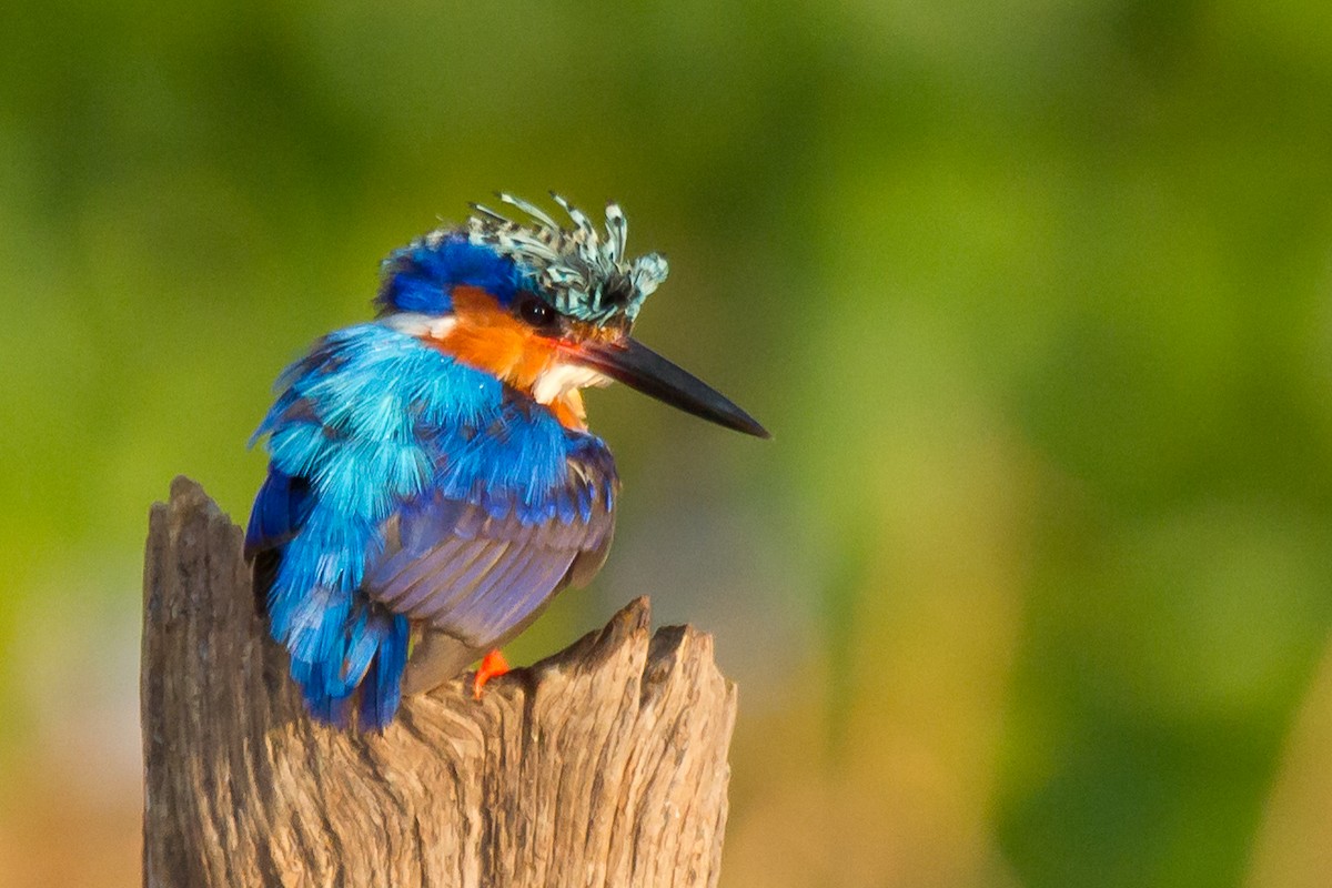 Malagasy Kingfisher - ML46563591