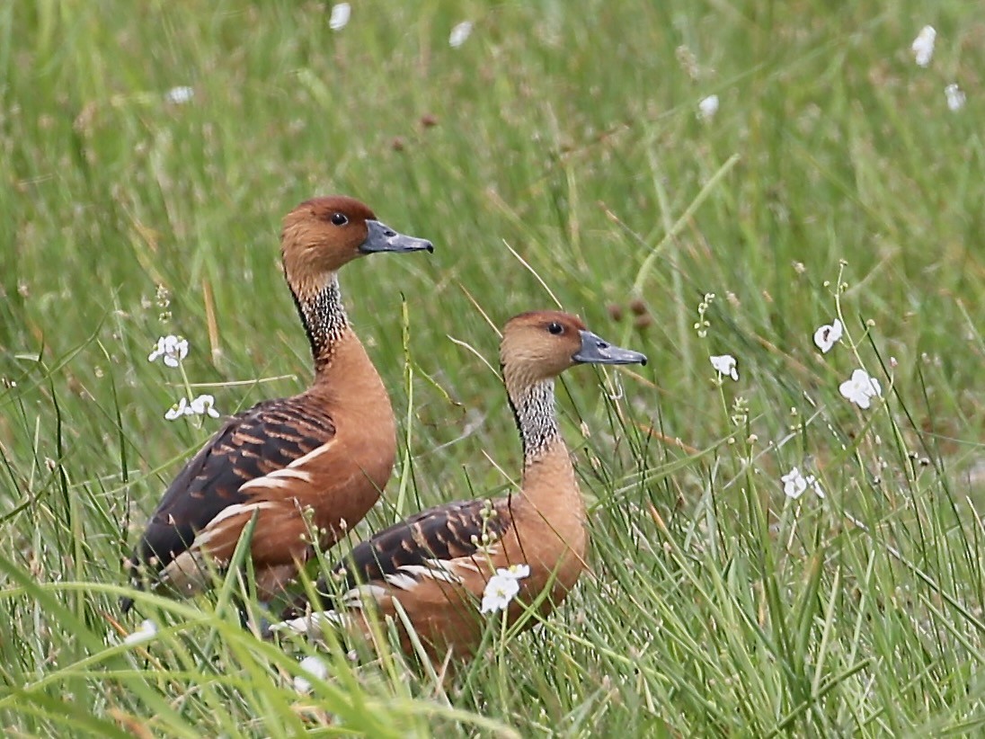 Fulvous Whistling-Duck - Cate Hopkinson