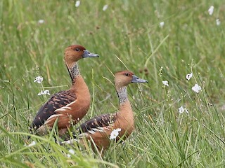 Fulvous Whistling-Duck, ML465644201